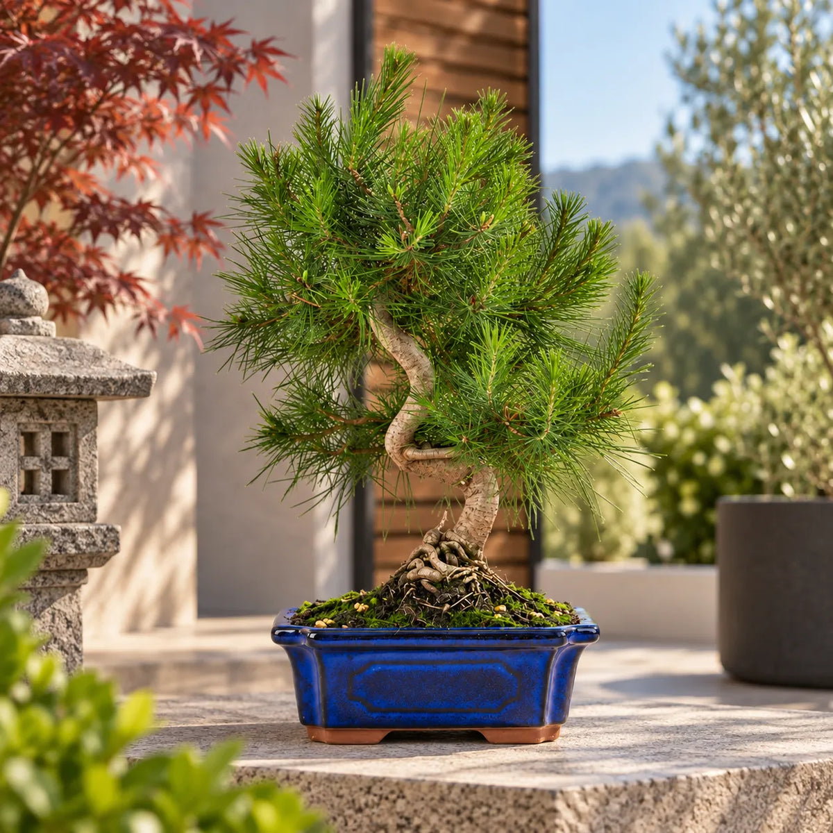 Bonsai 9 Anni Pinus Halepensis - Collezione Premium