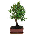 Bonsai Quercus Suber (Sughero) 10 Anni - Collezione Premium