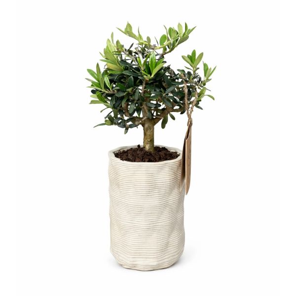Bonsai Olivo Andromeda