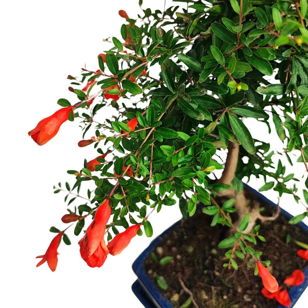Bonsai Punica Granatum Nana 7 Anni - Collezione Premium