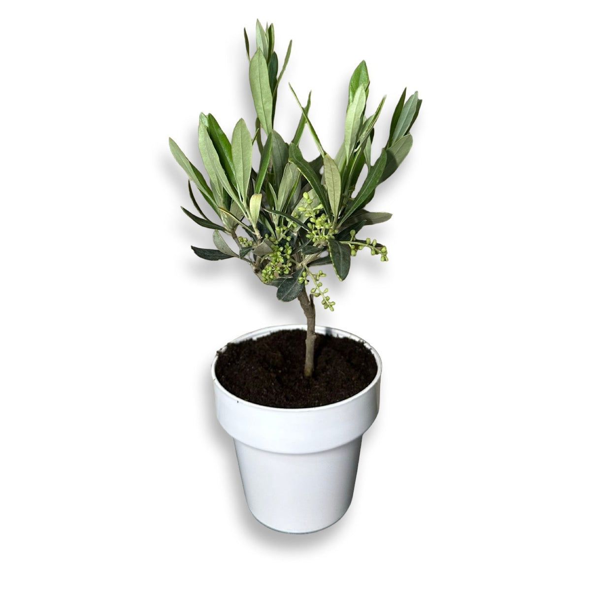 Ulivo cespuglio simil-Bonsai cipressino in vaso plastica CERTIFICATA