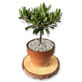 Set Piantine Ulivo bomboniere v11cm Terracotta simil Bonsai cipressino CERTIFICATE