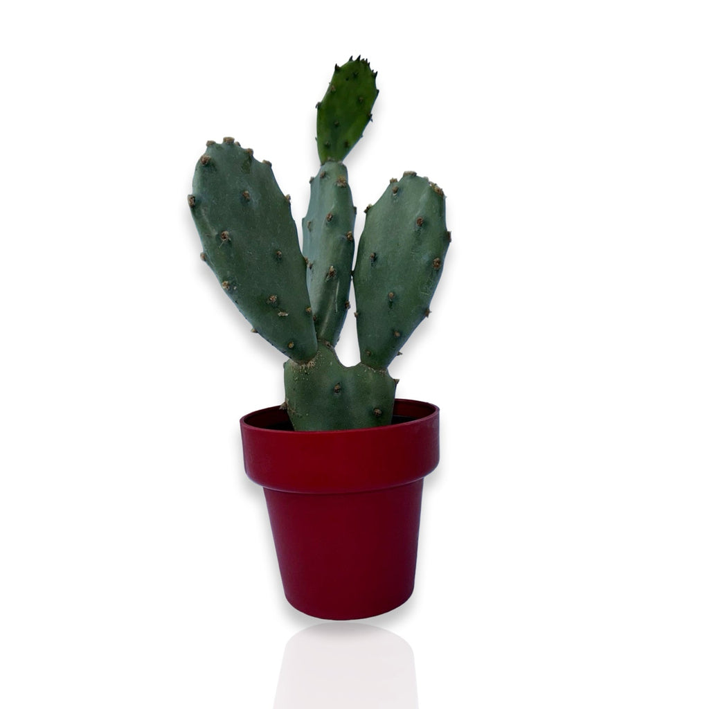 Mini Piantina di Opuntia Vulgaris CERTIFICATA