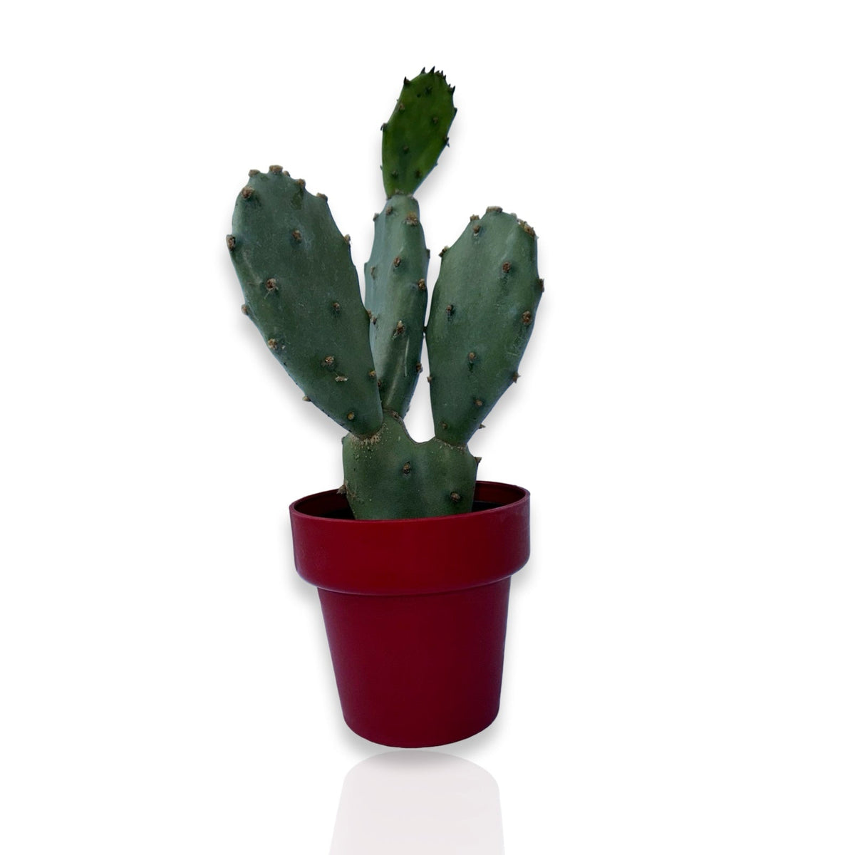 Mini Piantina di Opuntia Vulgaris CERTIFICATA