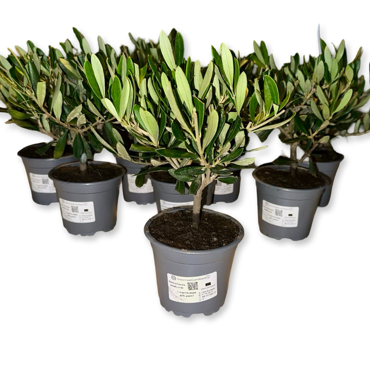 Ulivo cespuglio simil-Bonsai cipressino in vaso plastica CERTIFICATA