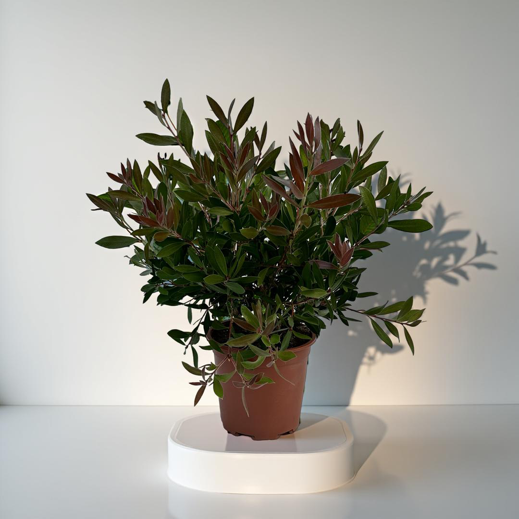 Callistemon Citrinus Splendens - Cespuglio