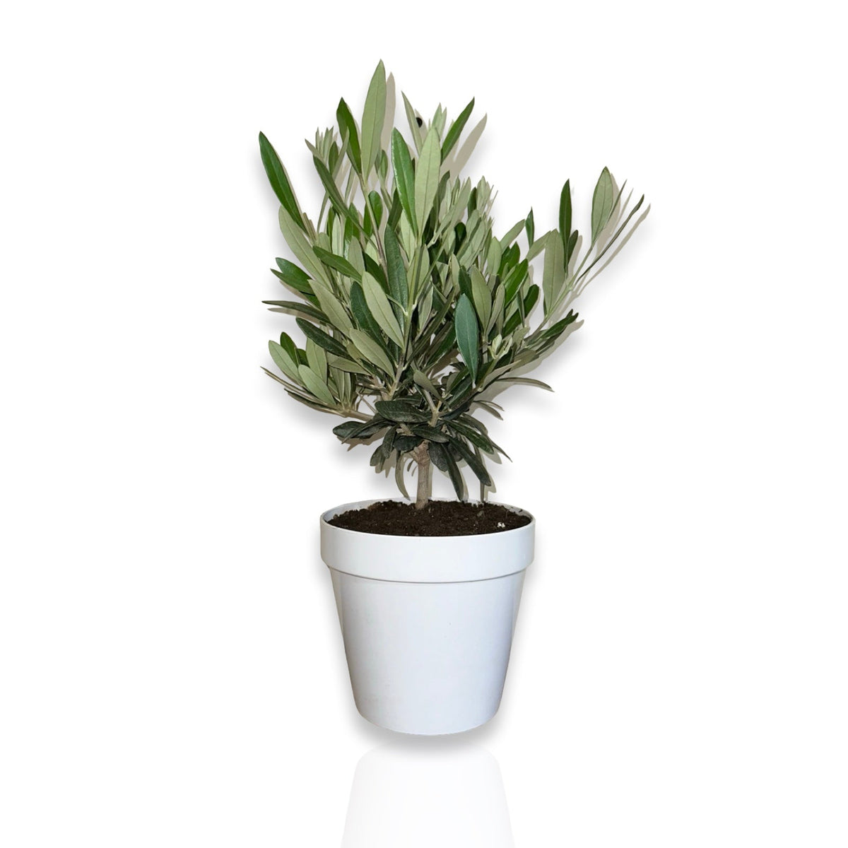 Ulivo cespuglio simil-Bonsai cipressino in vaso plastica CERTIFICATA