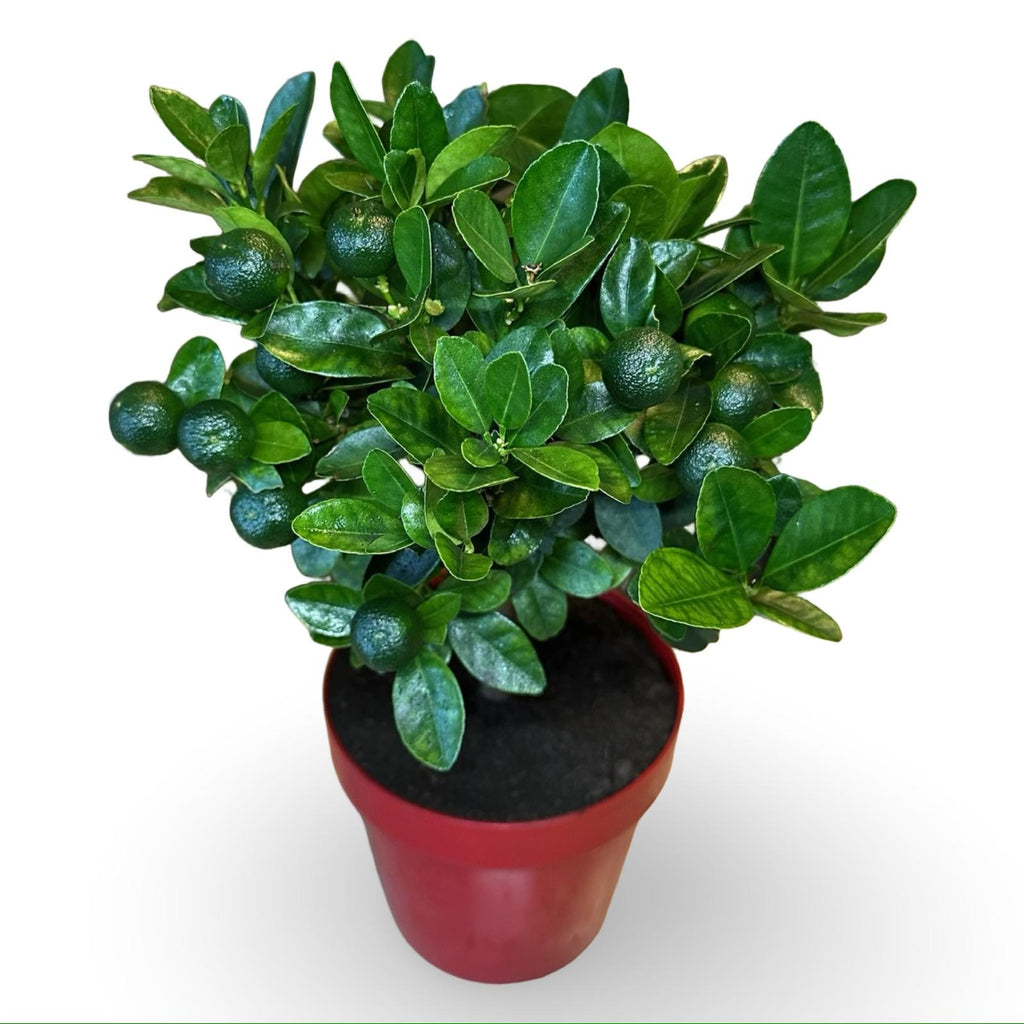 Mini Citrus Calamondino in Vaso Ø15cm H35/40cm – Agrume Made in Sicily