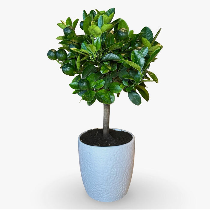 Mini Citrus Calamondino in Vaso Ø15cm H35/40cm – Agrume Made in Sicily