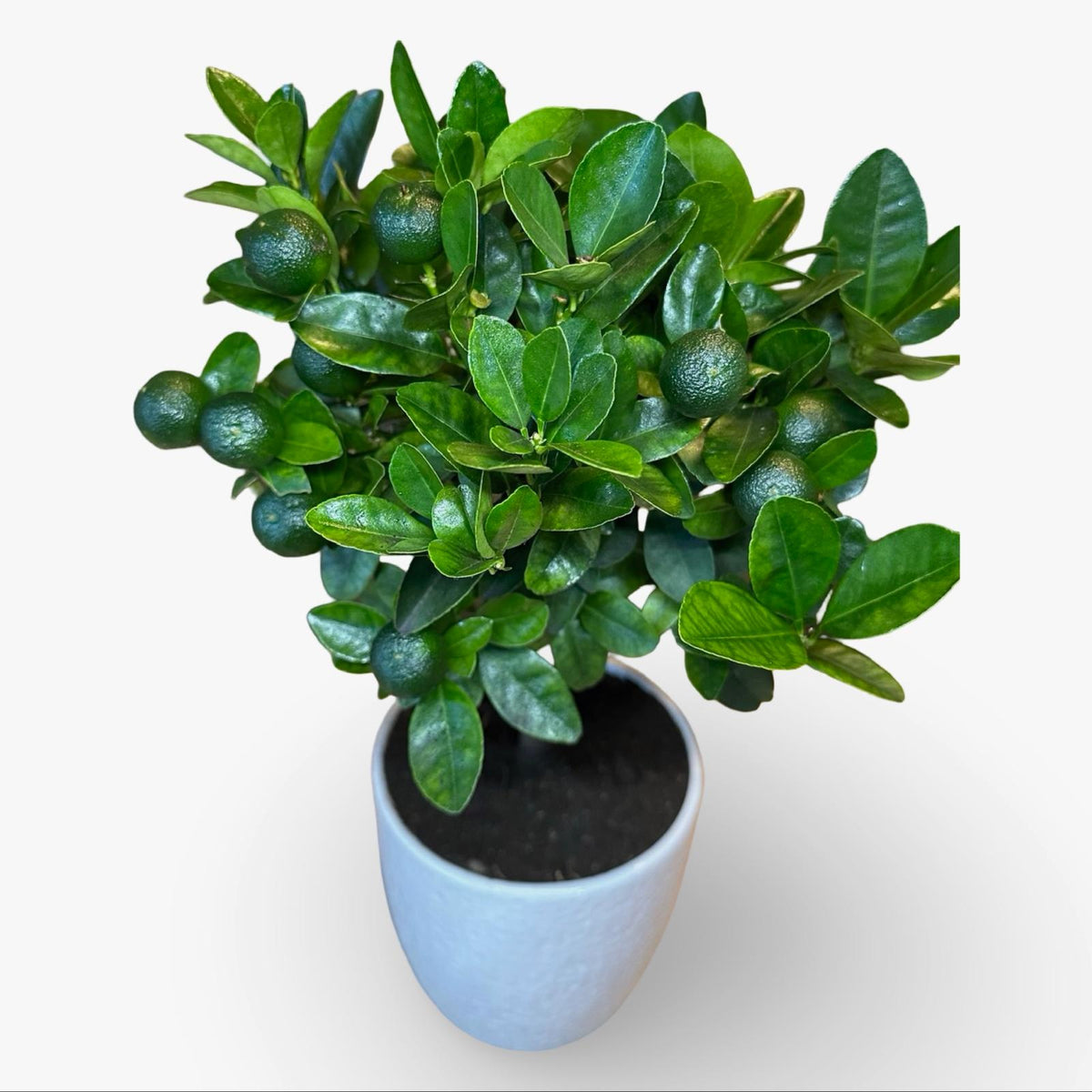 Mini Citrus Calamondino in Vaso Ø15cm H35/40cm – Agrume Made in Sicily