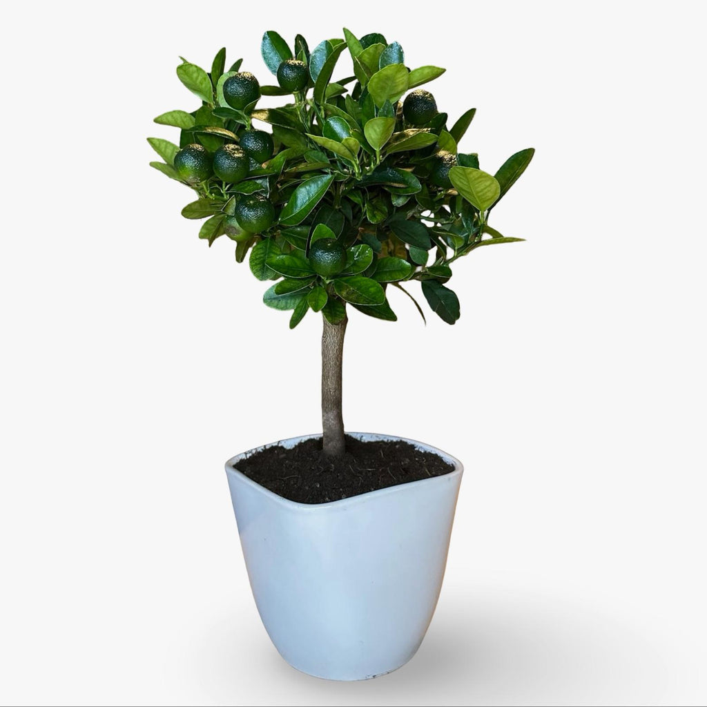 Mini Citrus Calamondino in Vaso Ø15cm H35/40cm – Agrume Made in Sicily