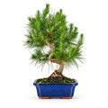Bonsai 9 Anni Pinus Halepensis - Collezione Premium