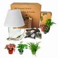 Kit Terrarium Lamparium Medio con piante verdi