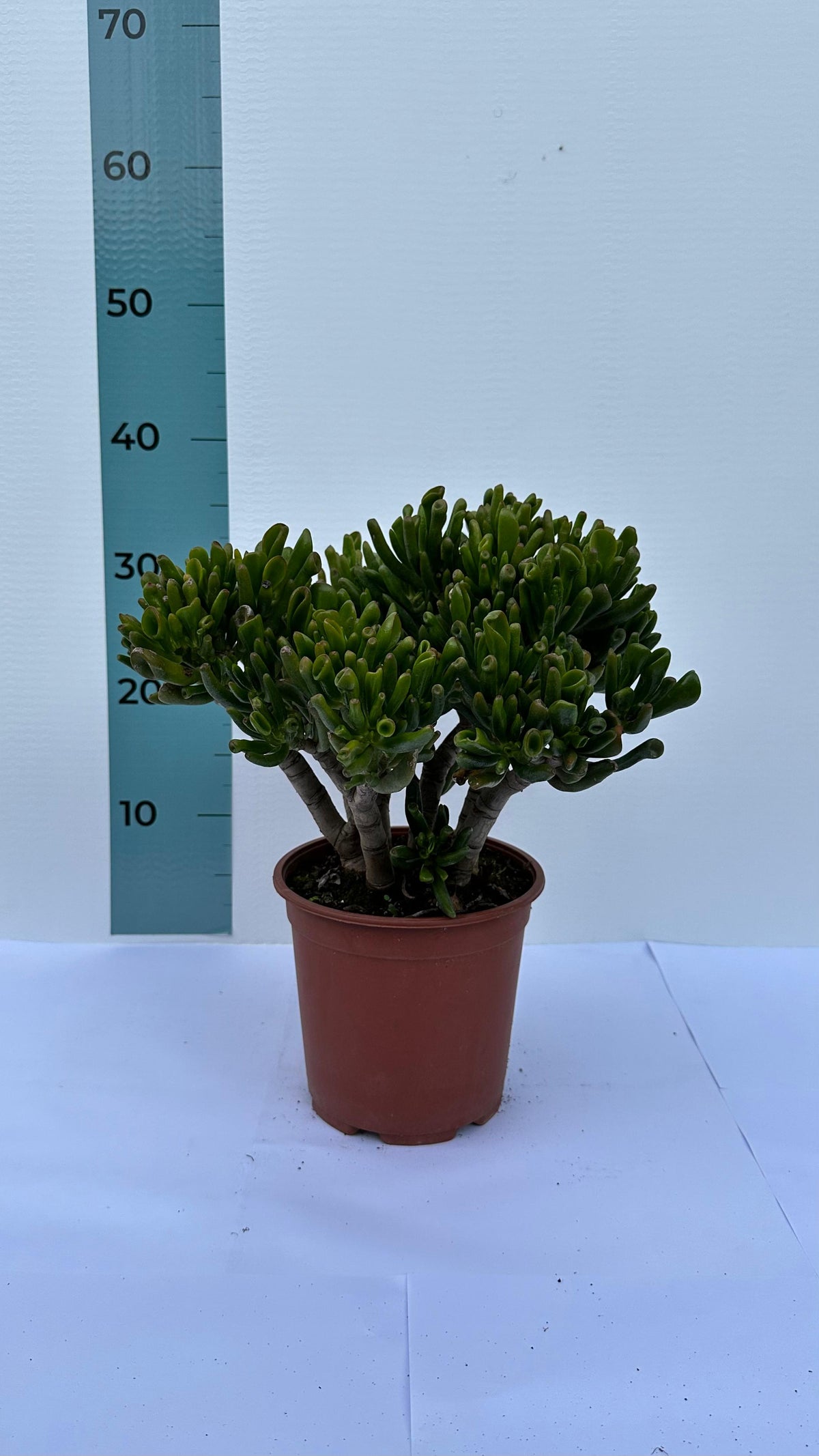 Pianta di Crassula Hobbit in vaso Ceramica