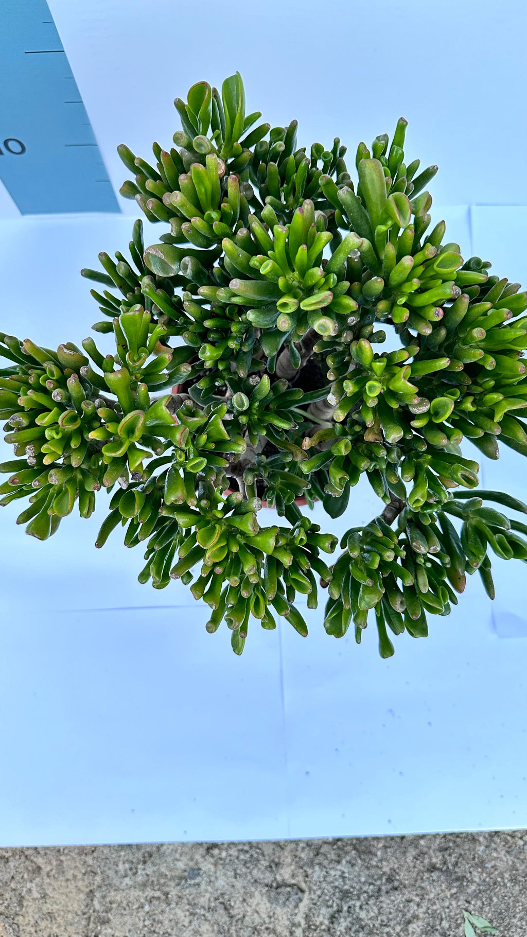 Pianta di Crassula Hobbit in vaso Ceramica