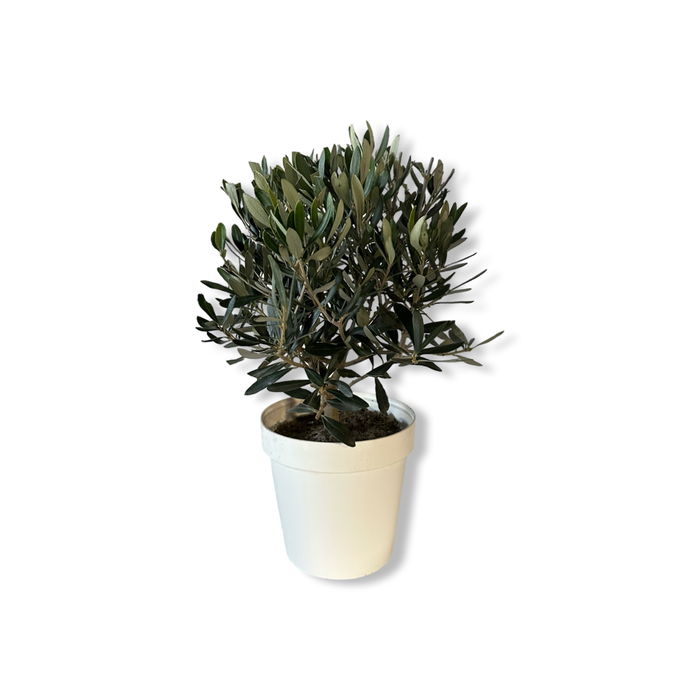 Ulivo cespuglio simil-Bonsai cipressino in vaso plastica CERTIFICATA