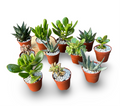 Set mini piante grasse vere in vaso classico plastica