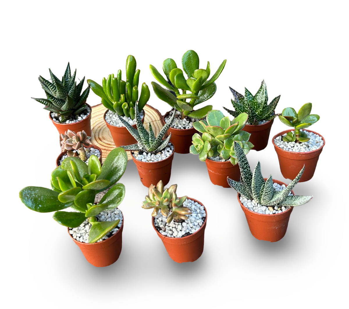 Set mini piante grasse vere in vaso classico plastica