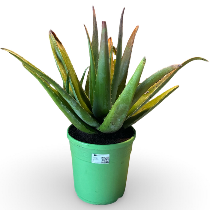 Pianta di Aloe Vera