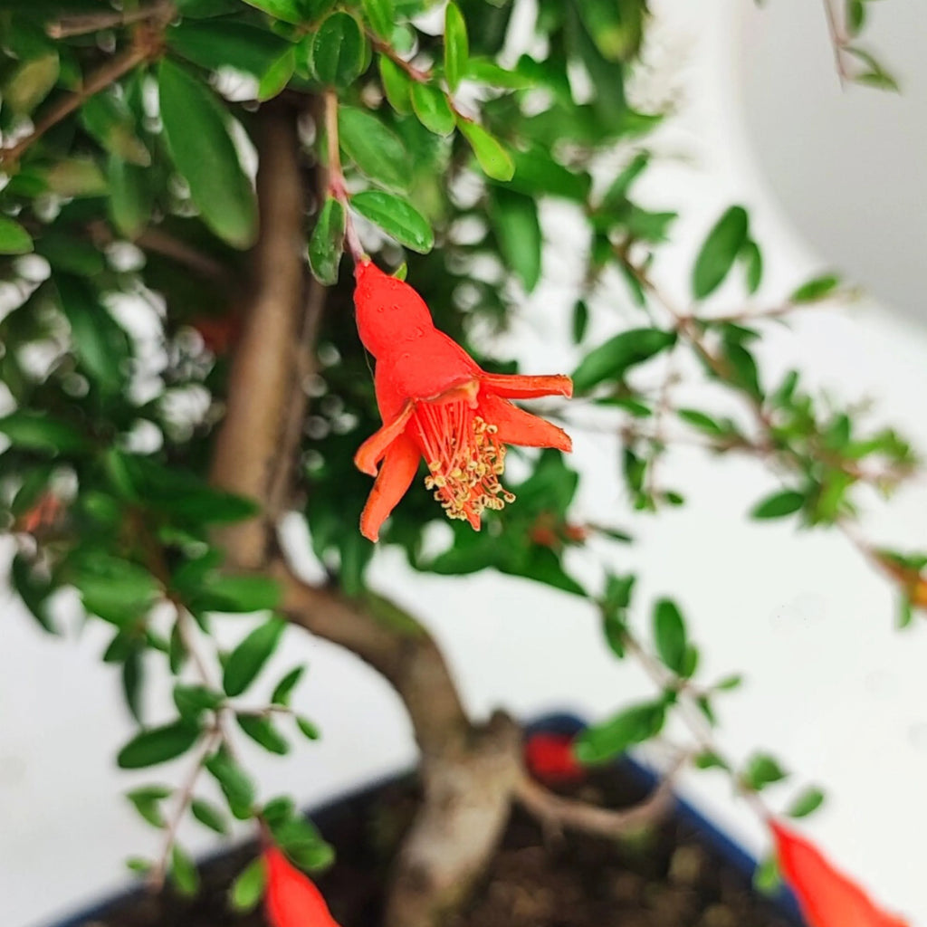 Bonsai Punica Granatum Nana 7 Anni - Collezione Premium