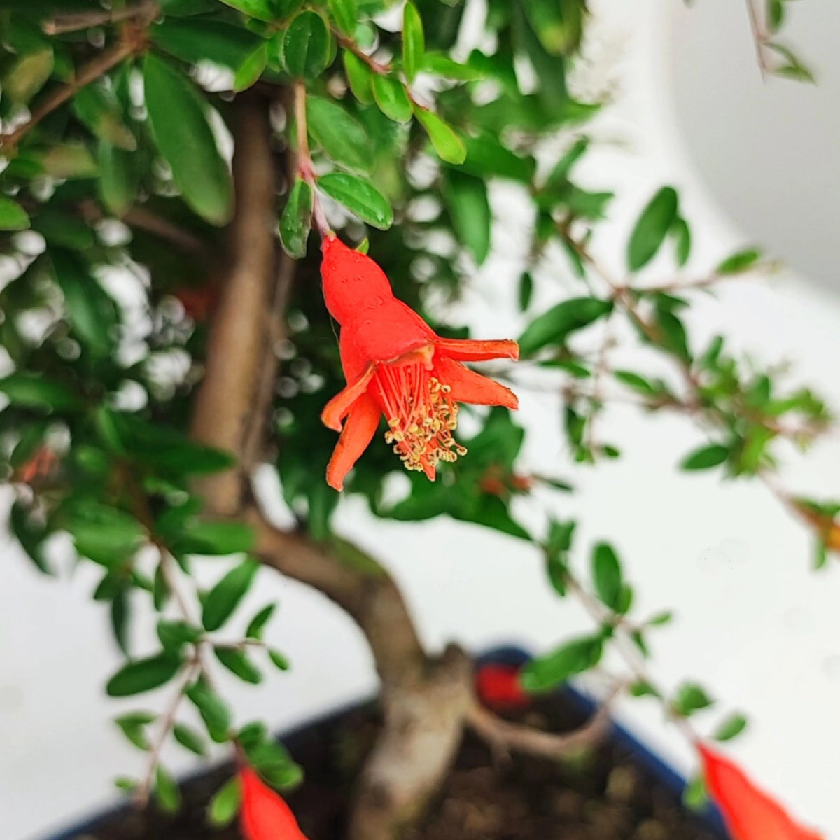 Bonsai Punica Granatum Nana 7 Anni - Collezione Premium