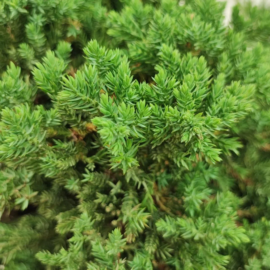 Bonsai Juniperus Procumbens 20 Anni Stile Cascade - Collezione Premium