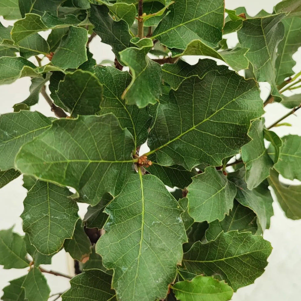 Bonsai Quercus Faginea 8 Anni - Collezione Premium