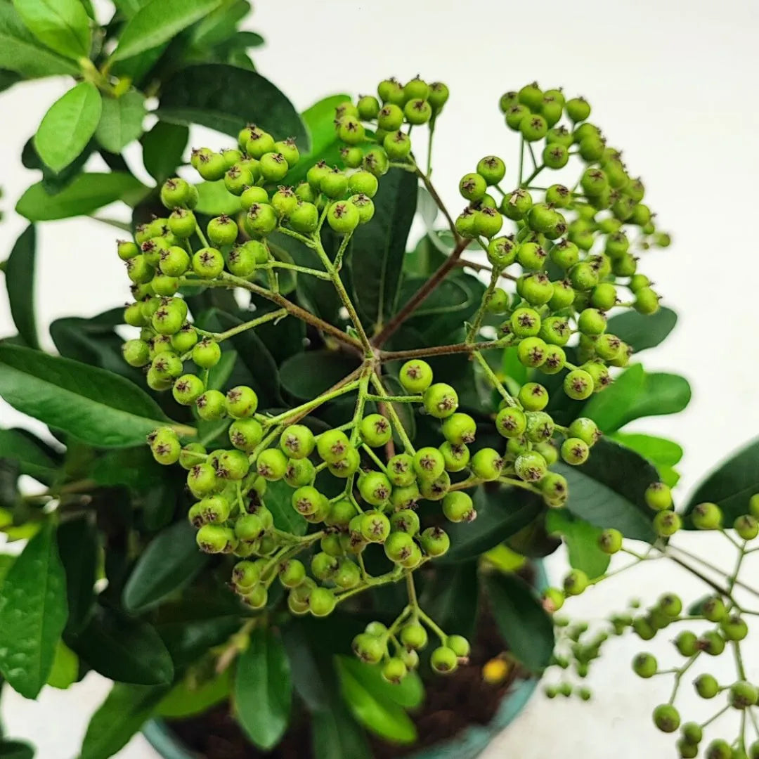 Bonsai Pyracantha sp. 8 Anni - Collezione Premium