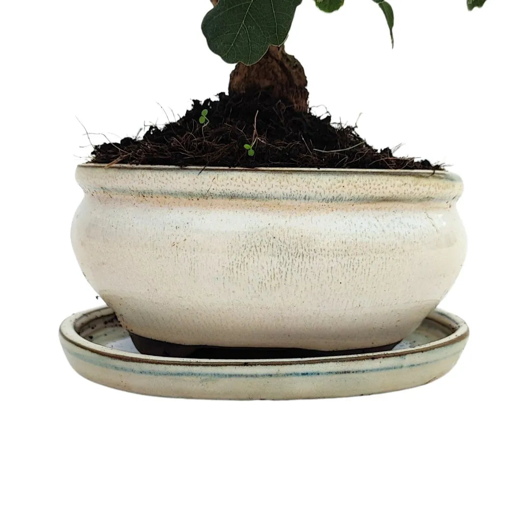 Bonsai Quercus Faginea 8 Anni - Collezione Premium