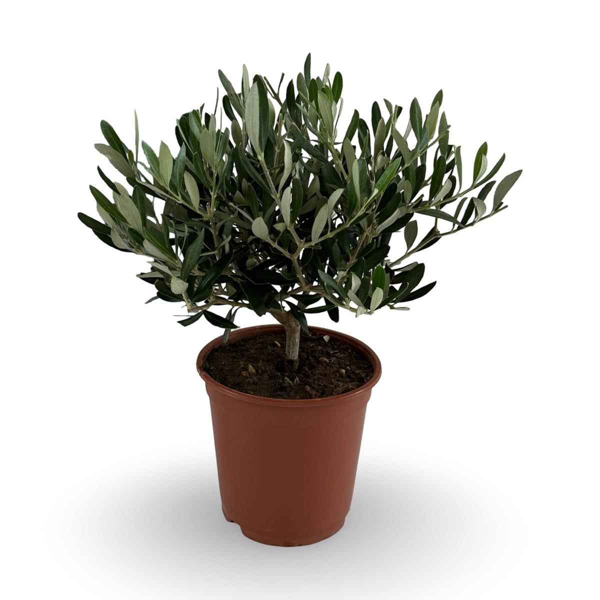 Ulivo cespuglio simil-Bonsai cipressino in vaso plastica CERTIFICATA