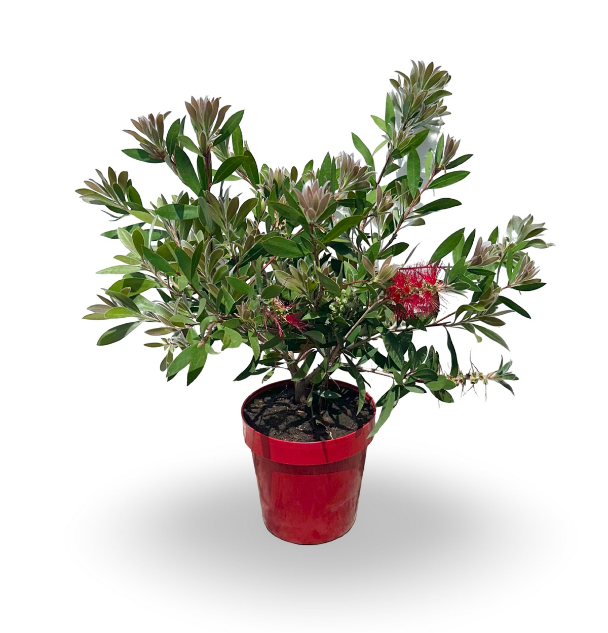 Callistemon Citrinus Splendens - Cespuglio