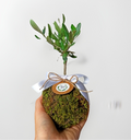 Kokedama di Ulivo - Olea Europea