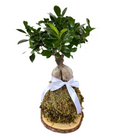 Kokedama di Ficus Ginseng Microcarpa
