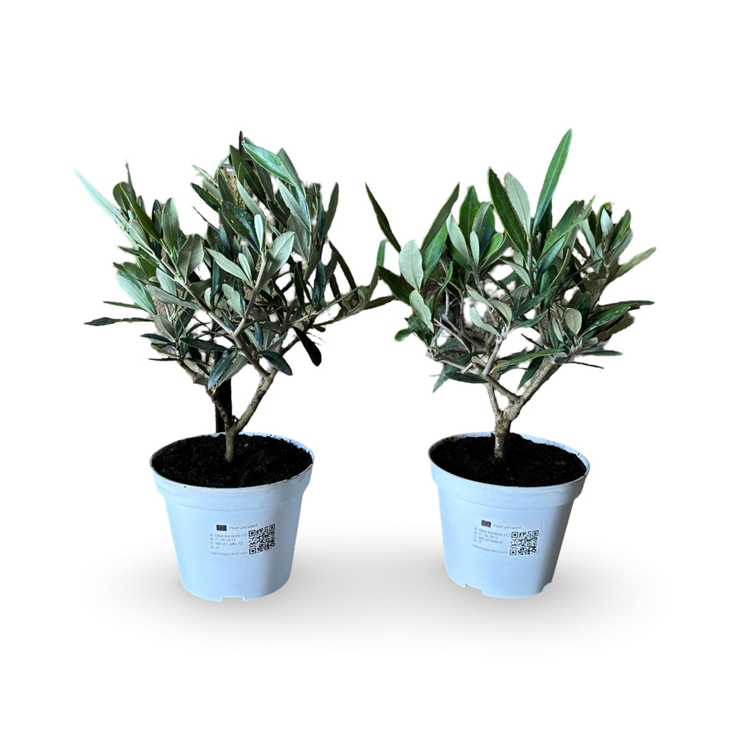 Mini Ulivo cespuglio simil-Bonsai cipressino CERTIFICATA