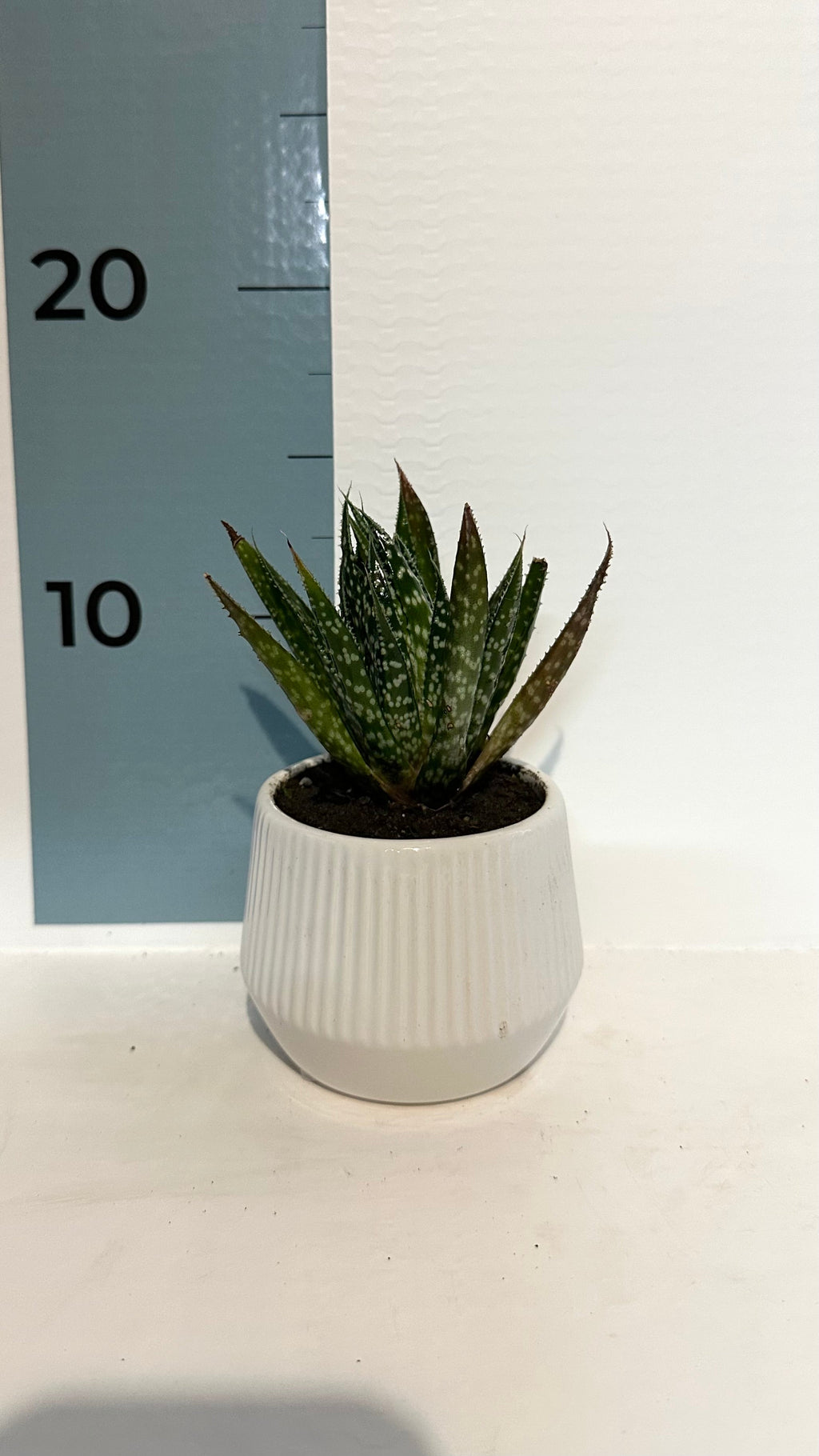 Mini Piantina grassa in vaso di ceramica CERTIFICATA