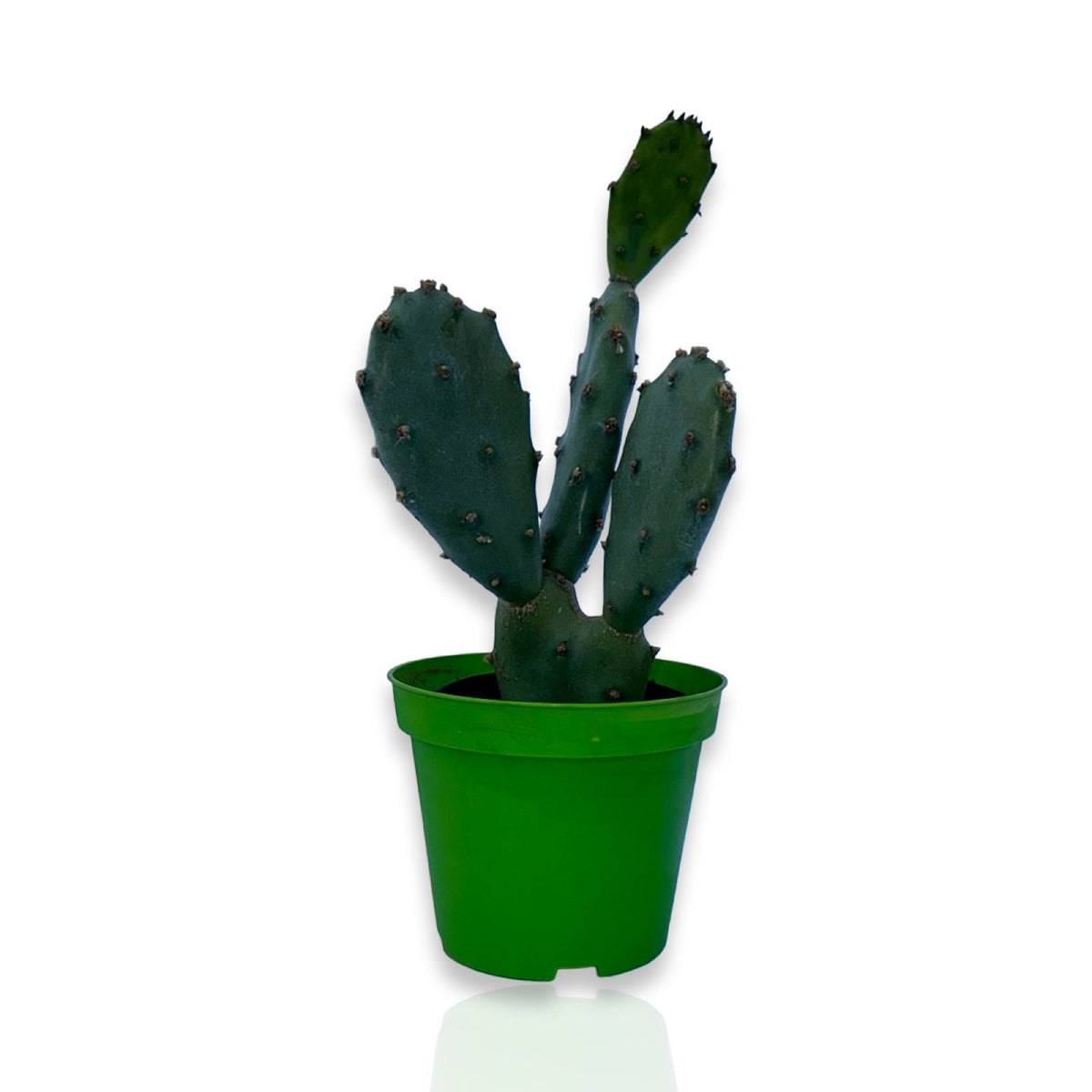 Mini Piantina di Opuntia Vulgaris CERTIFICATA