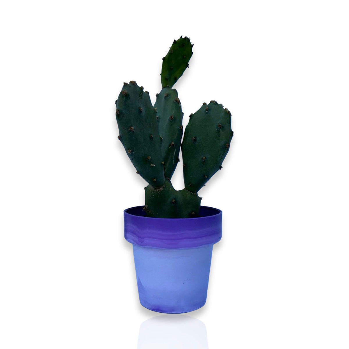 Mini Piantina di Opuntia Vulgaris CERTIFICATA