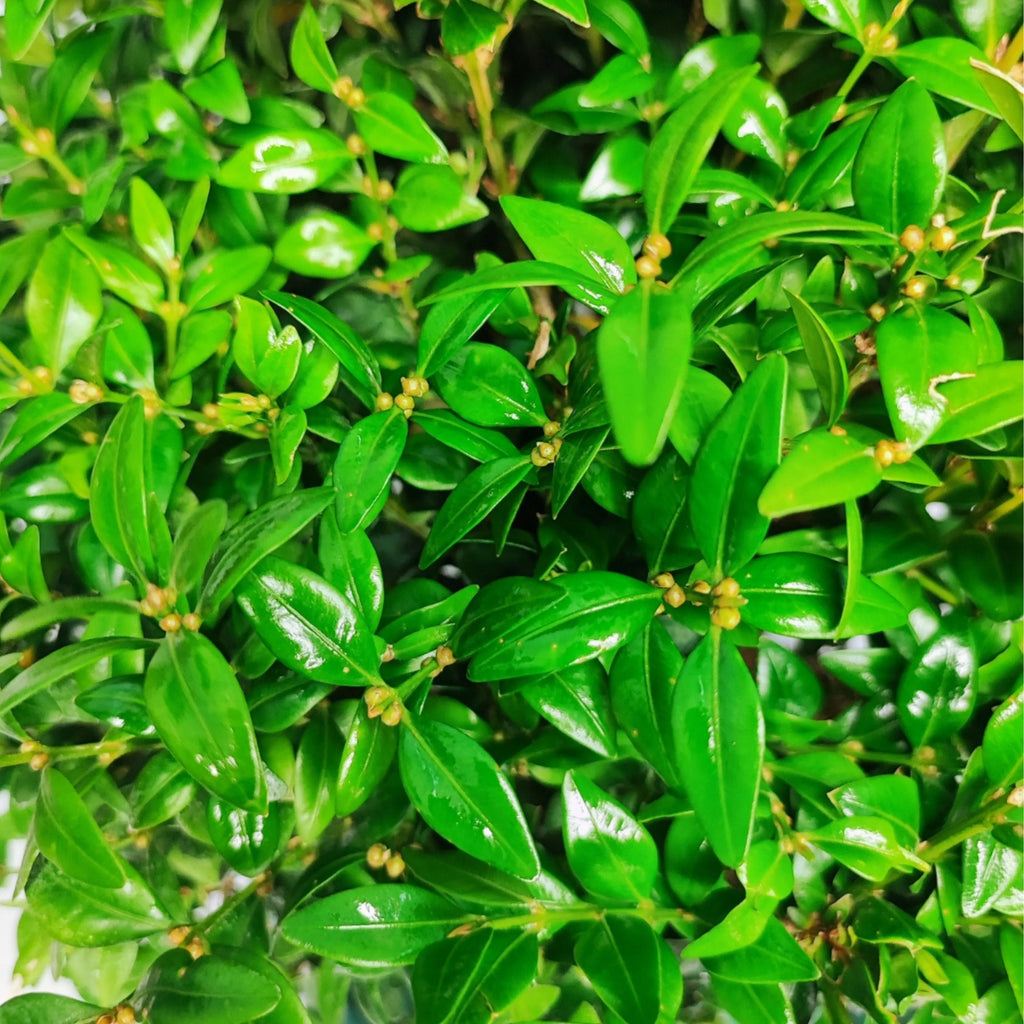 Bonsai Buxus sp. (Bosso) 15 Anni - Collezione Premium