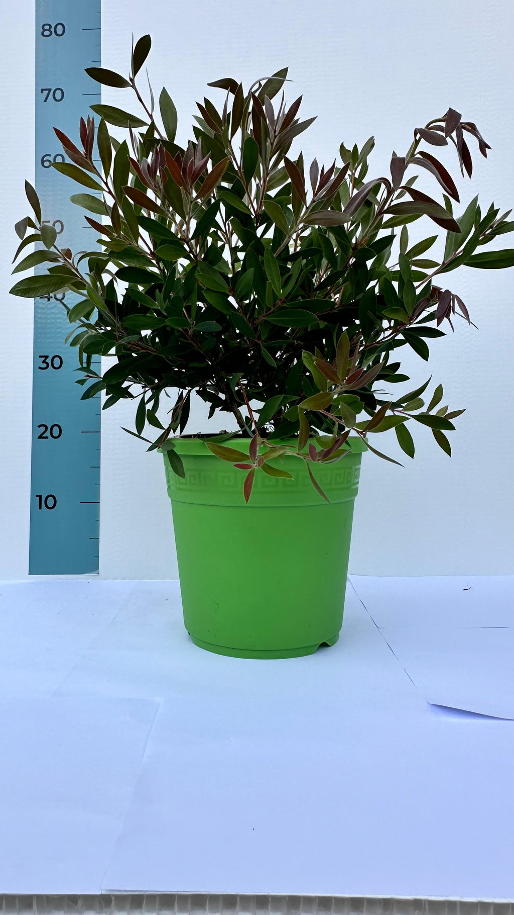 Callistemon Citrinus Splendens - Cespuglio