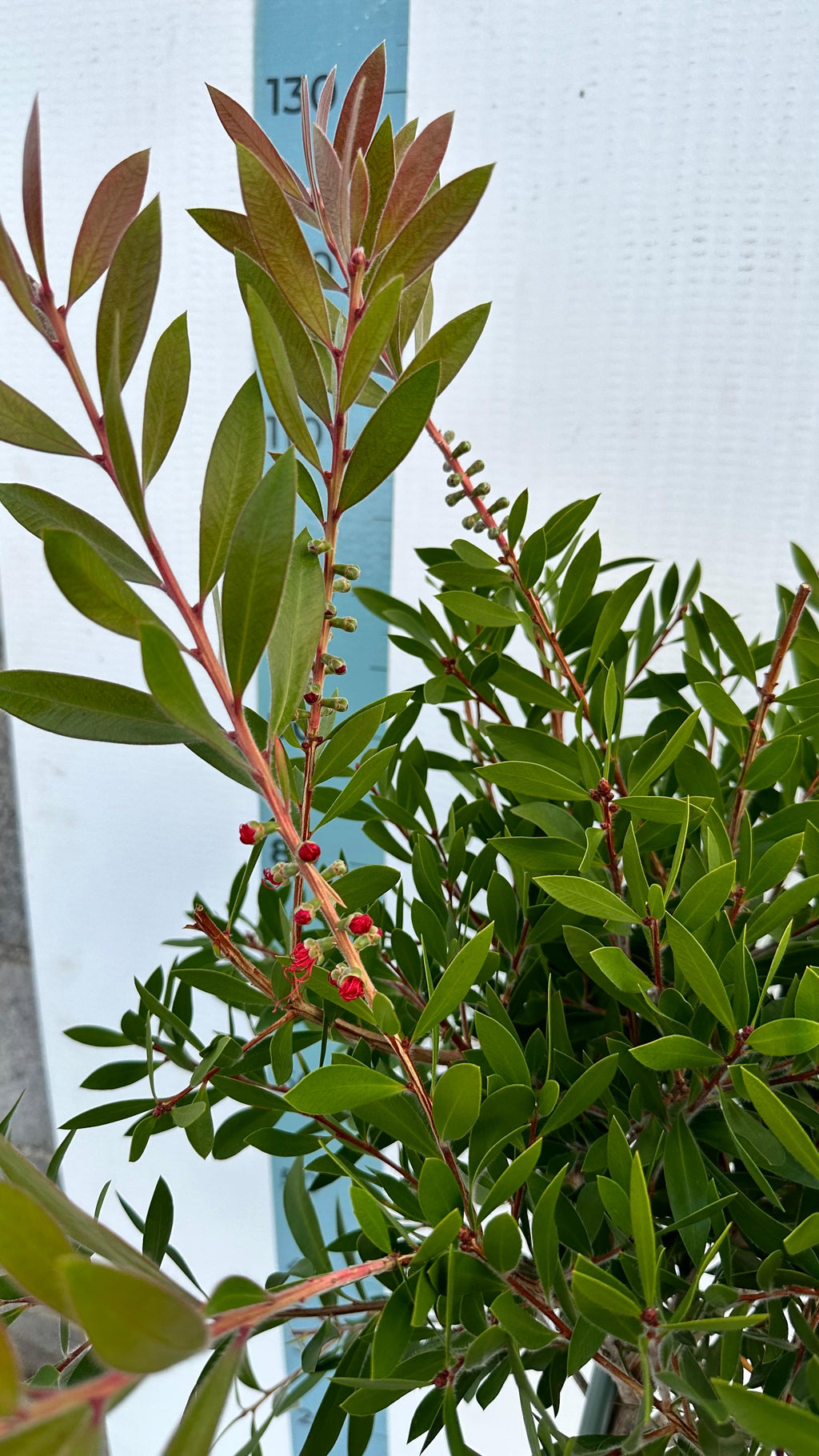 Callistemon Citrinus Splendens - Cespuglio