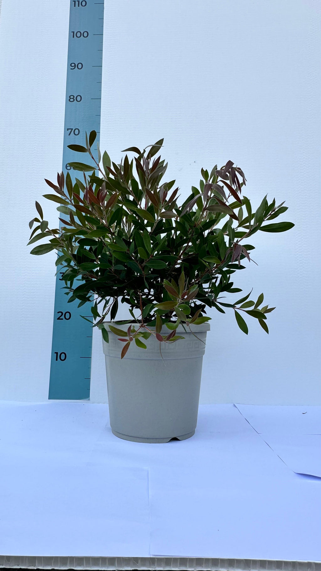 Callistemon Citrinus Splendens - Cespuglio