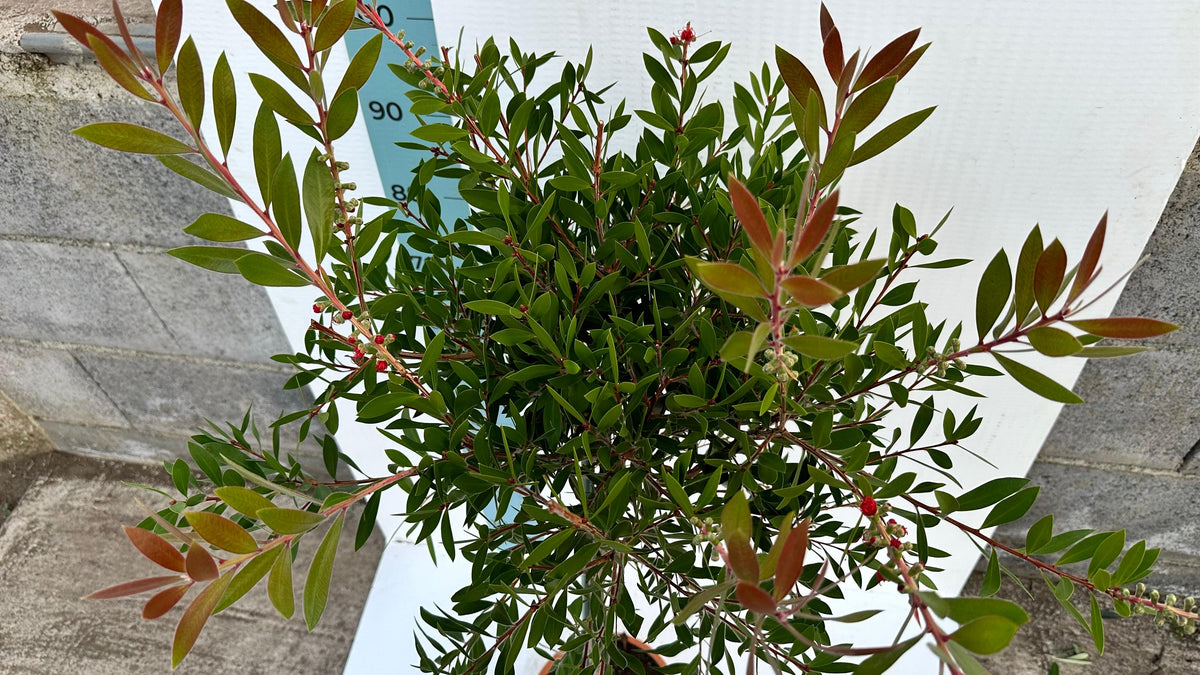 Callistemon Citrinus Splendens - Mini Alberello
