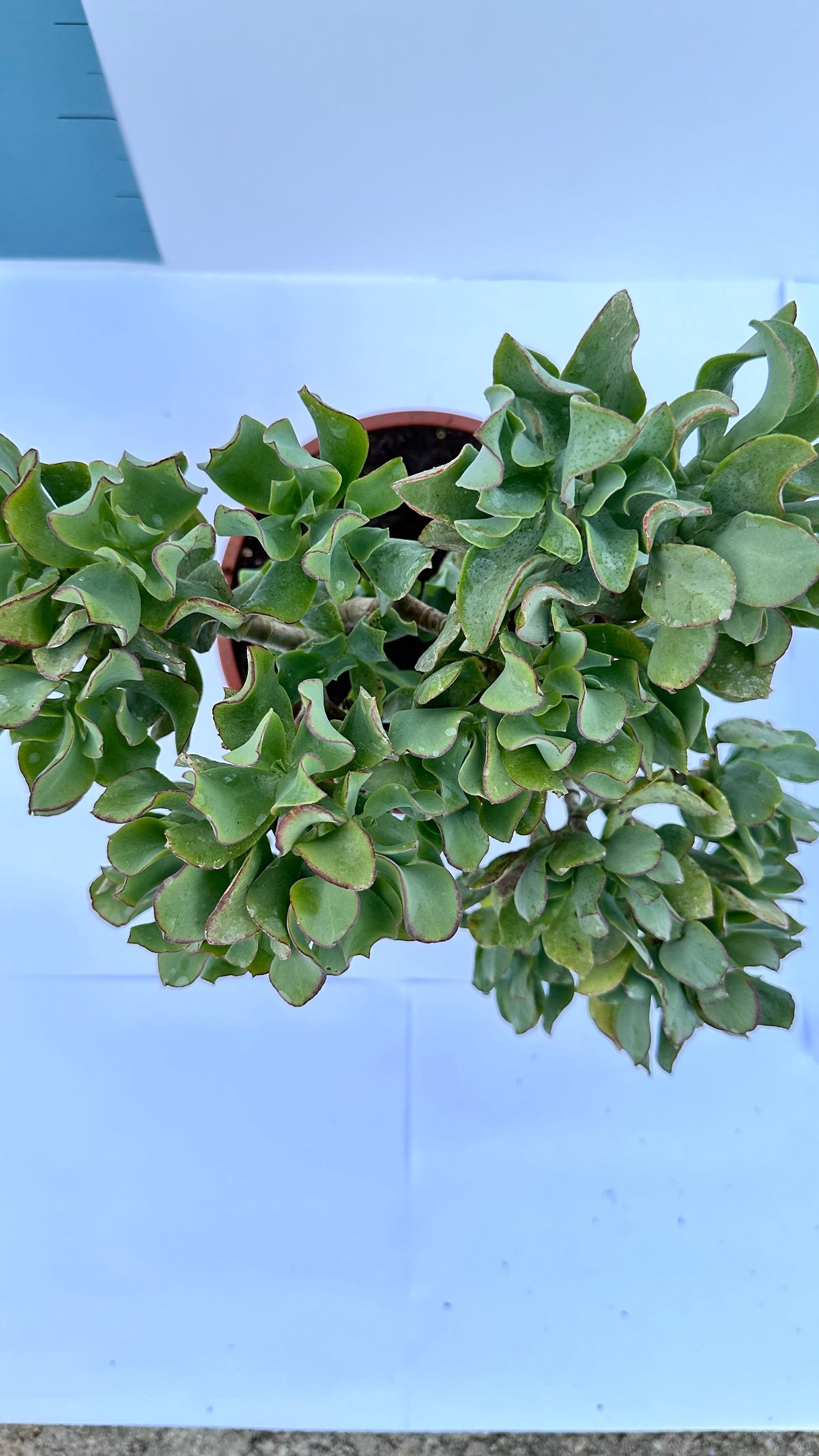 Pianta di Crassula Arborescens Undulatifolia