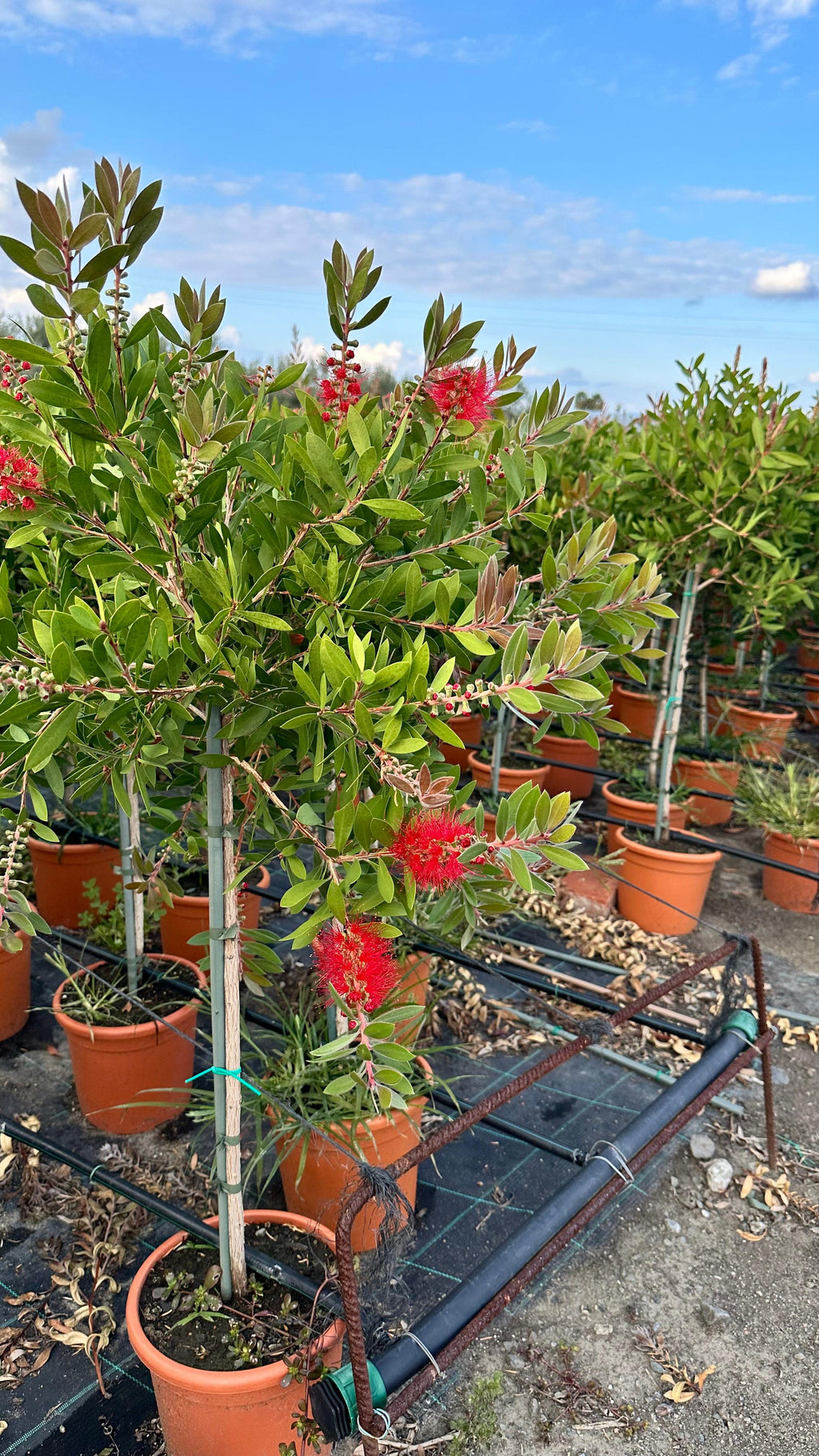 Callistemon Citrinus Splendens - Cespuglio