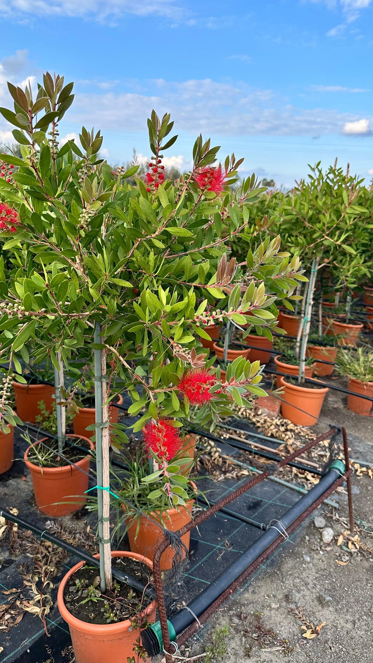 Callistemon Citrinus Splendens - Cespuglio