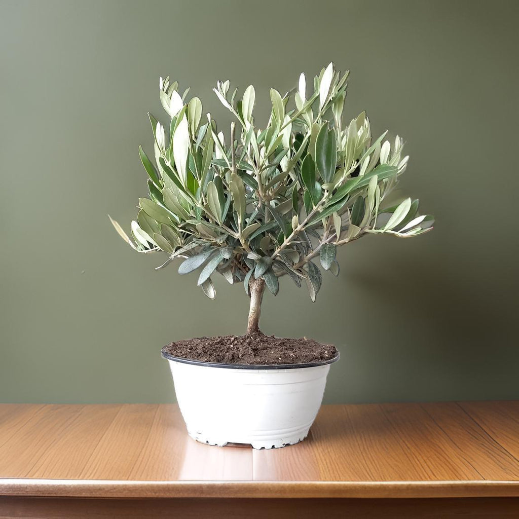 Ciotola simil-Bonsai di Ulivo - Olea europea cipressino CERTIFICATA