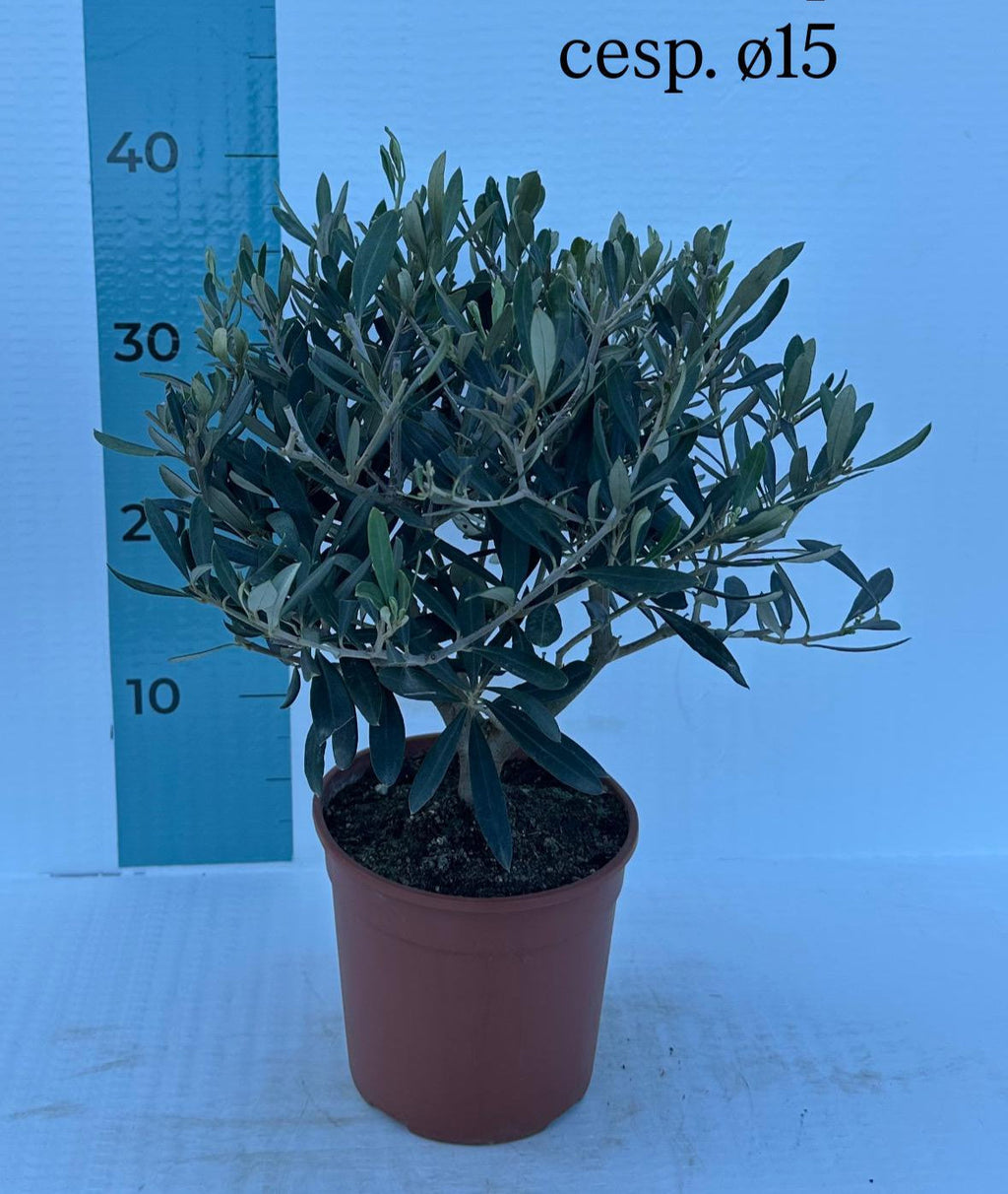 Ulivo cespuglio simil-Bonsai cipressino in vaso plastica CERTIFICATA