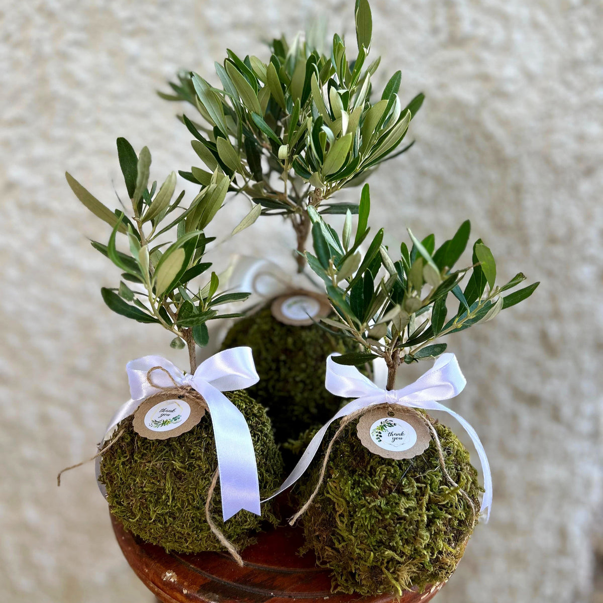 Kokedama di Ulivo - Olea Europea