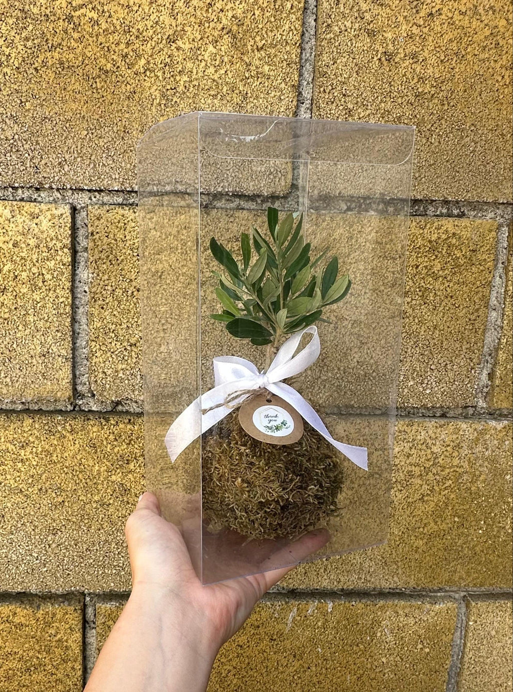 Kokedama di Ulivo - Olea Europea
