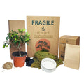 Kit Kokedama Fai da te olivo bonsai Tutto incluso